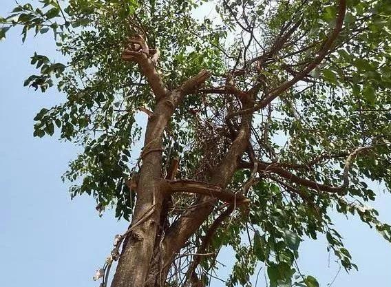 白檀檀香的功效与作用,梵克雅宝檀香跟白檀