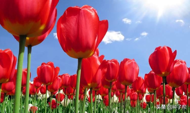 郁金香种植多久才开花,郁金香什么时候种三四月才能开花