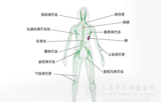 癌症转移淋巴结能切除干净吗,淋巴结转移不做手术后果