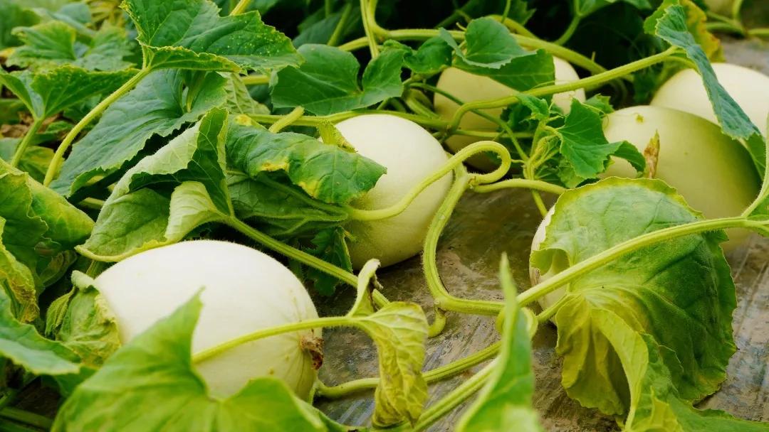 比名字还甜的“玉菇”来啦！一*爆口**汁，被誉为“植物界冰淇淋”