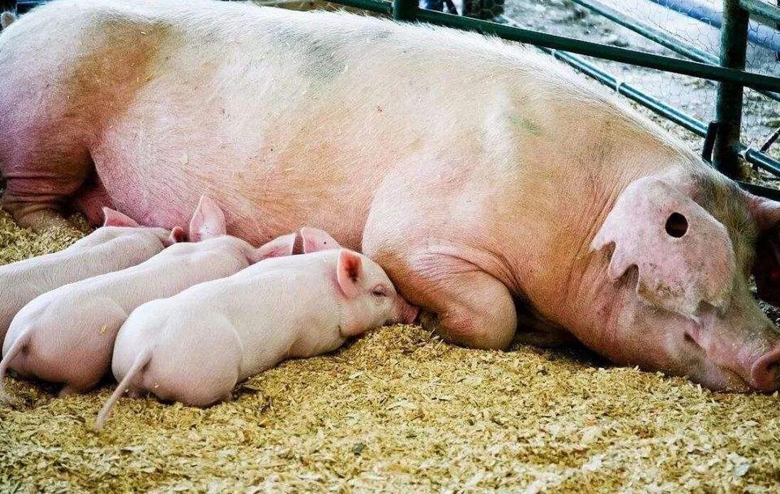 农村收购的母猪能吃吗,收购母猪肉有什么禁忌