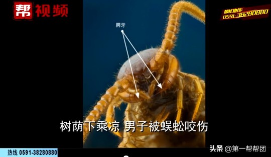 男子在森林中遇到巨型蜈蚣,千年老树里爬出巨大的蜈蚣