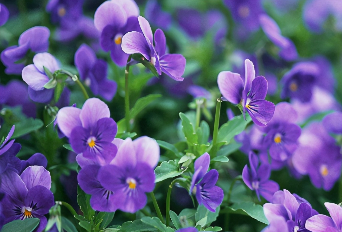 天热什么时候给花浇水好,为什么低温时少给花浇水