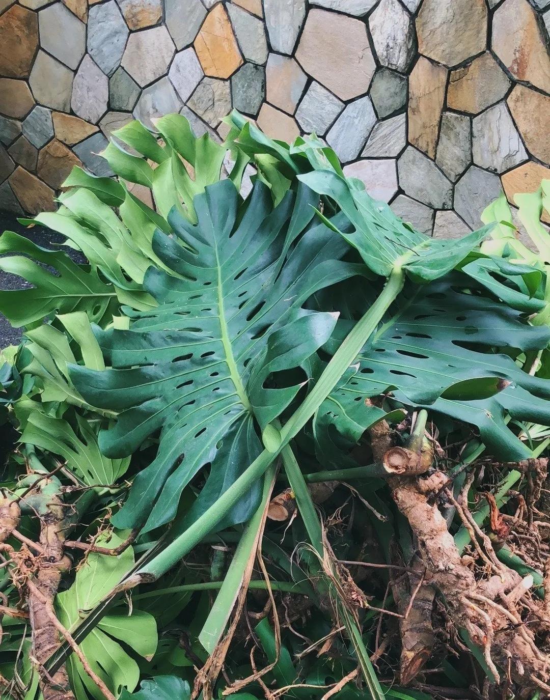 90岁的阿婆，养了株20年的龟背竹，冲上三层楼！霸气镇宅！