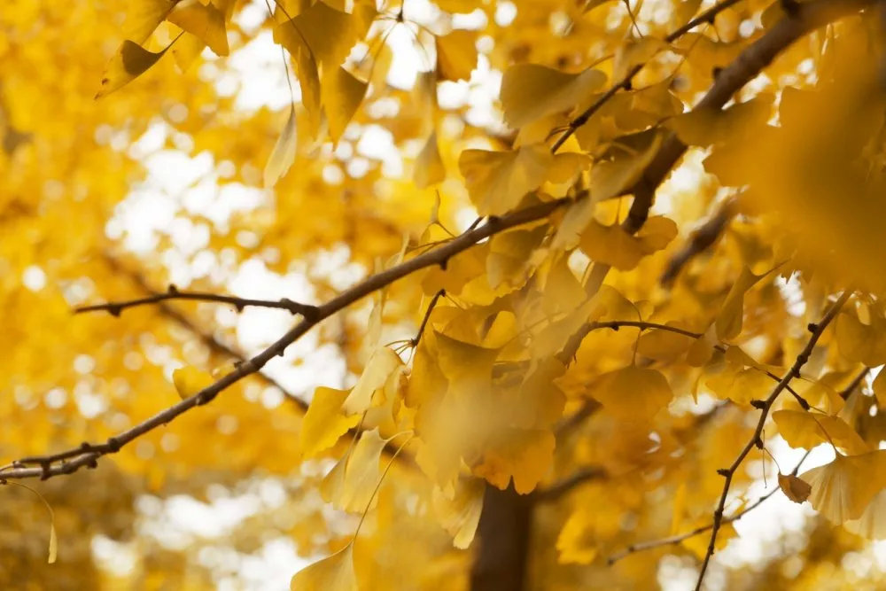 银杏公园秋色的美景,银杏公园秋景最美景点