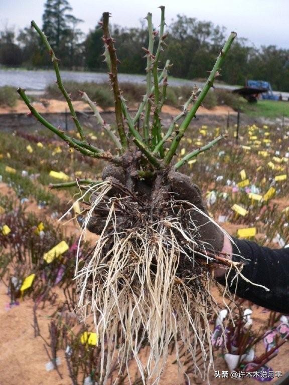 种了月季遇到下雨会不会淹死,月季被尿浇死怎么补救