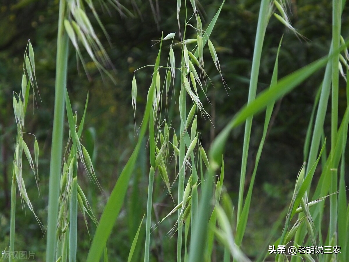 燕麦和各种野草,野燕麦草药
