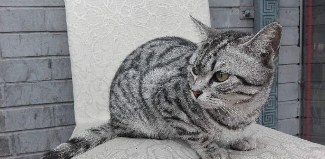 家猫和野生猫的区别,宠物猫和野生猫的区别