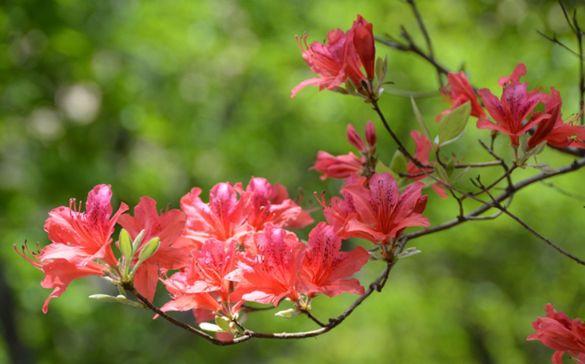 西泰山是什么样的,西泰山为啥叫西泰山