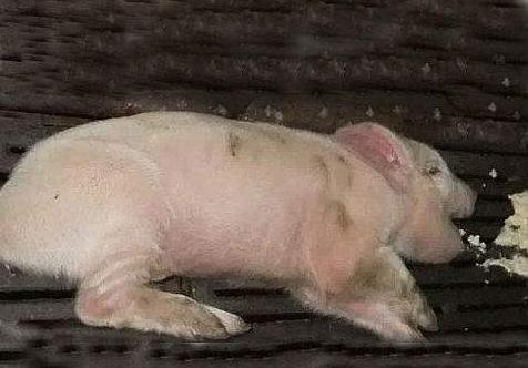 新生仔猪呕吐的原因和治疗方法,仔猪呕吐是什么意思