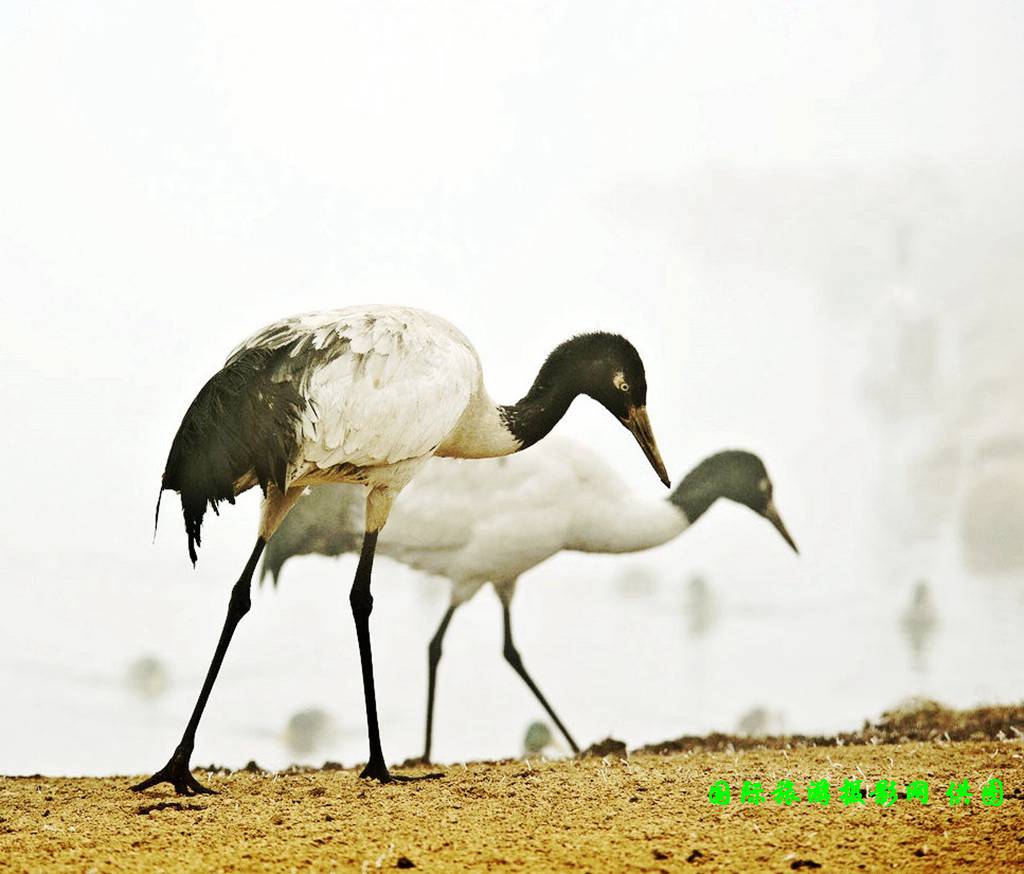 云南昭通大山包黑颈鹤攻略,云南黑颈鹤旅游