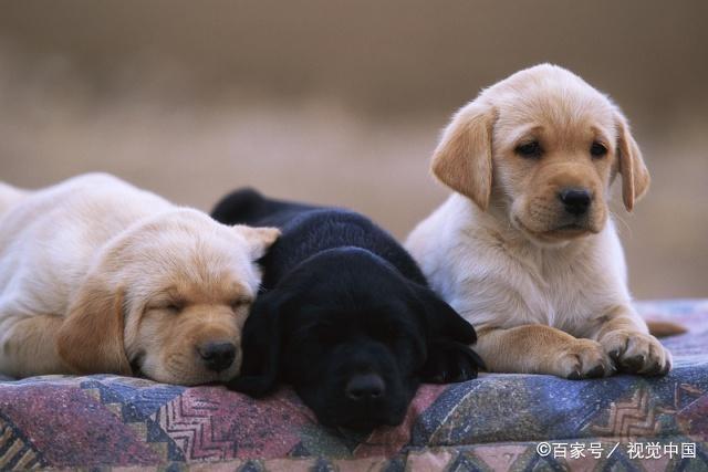 狗狗的种类图片,双鱼座狗狗性格特点