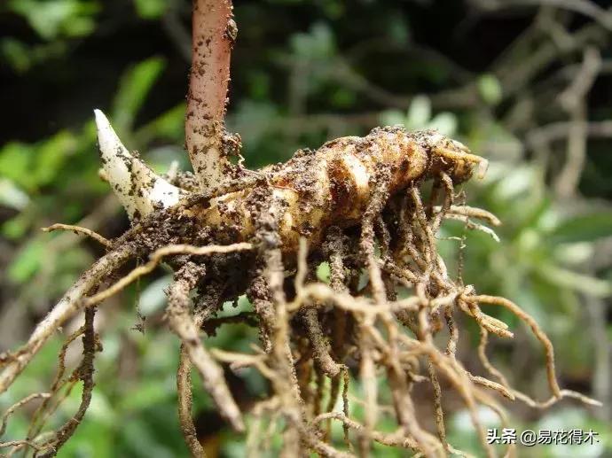 七叶一枝花的药用价值及养殖方法,我国的珍稀植物国家二级保护植物