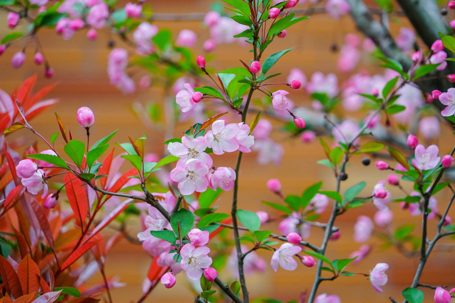 海棠春睡,只一位美人怎么比?太真妃子初出浴,西子娇妍比得无?