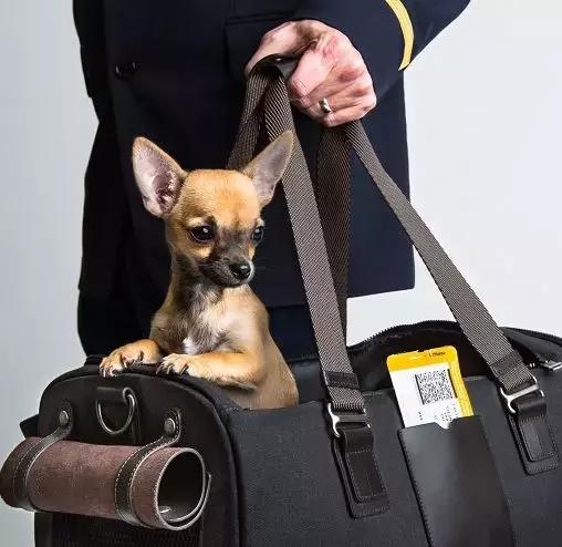 年底“人类大迁徙”，猫猫狗狗旅行怎么办？