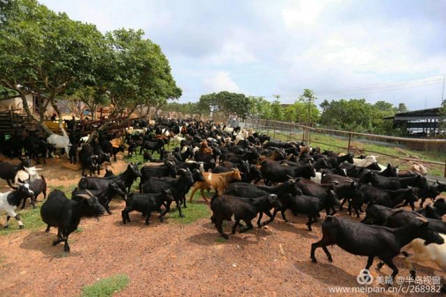 文蕴秀岭,馨怡乐园|廉江文秀岭农牧场散记