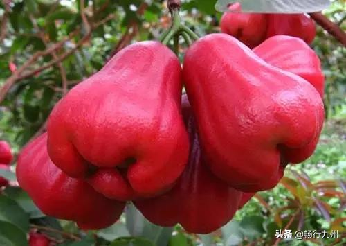 吃过这些水果，才算真正来过马来西亚