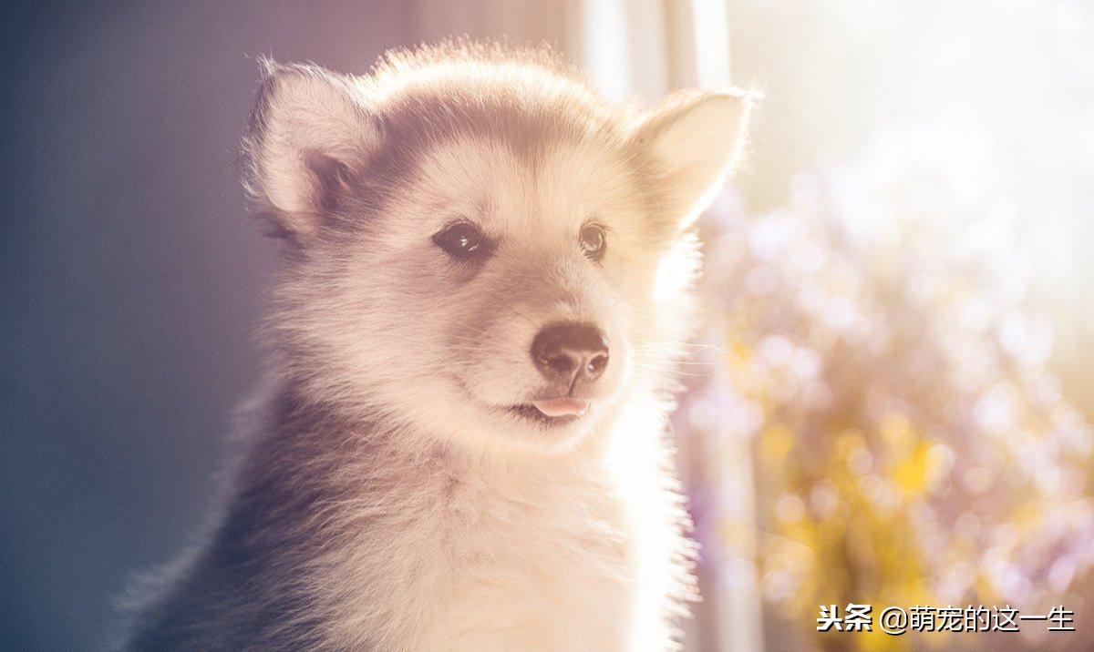 最不建议养的狗阿拉斯加,阿拉斯加成犬好养吗