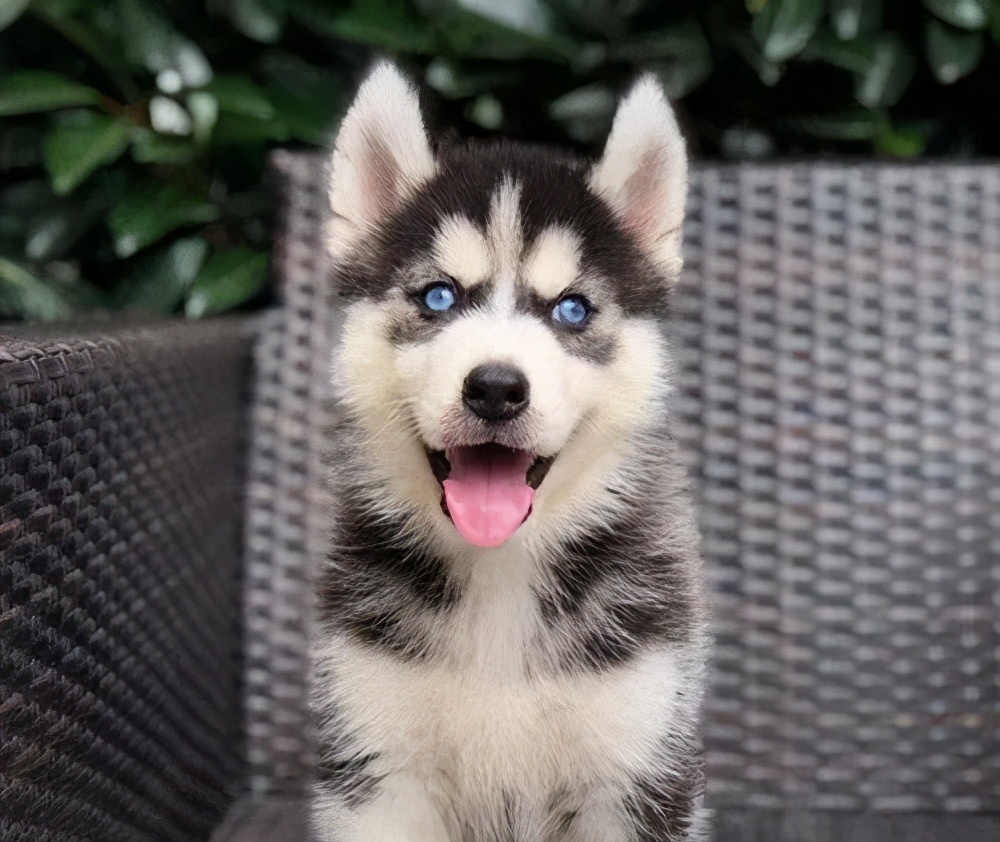 狗狗颜值排行榜你家狗子上榜了吗,狗界颜值排行萨摩耶