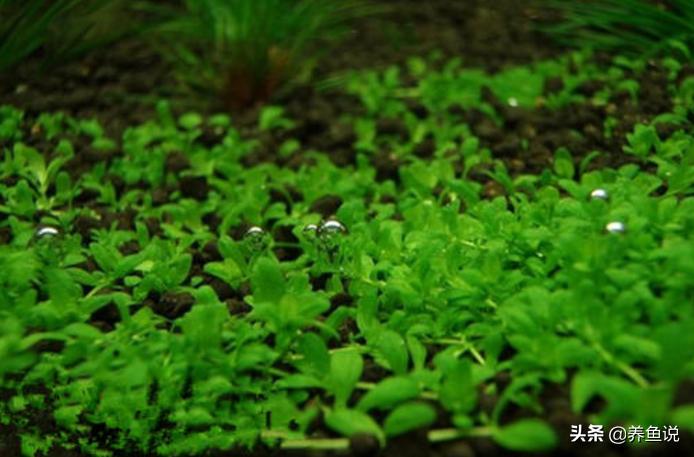 辟谣：“水草种子”并非真正的水草，种了之后鱼缸的麻烦事少不了