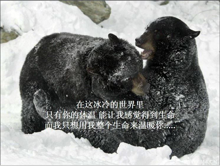 我只想说声爱你,只想再爱你一次