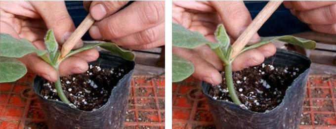 黄瓜育苗子叶发黄怎么回事,黄瓜嫁接后三天接穗蔫了怎么办