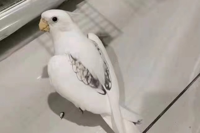 玄凤鹦鹉刚出生怎么辨别品种,玄凤鹦鹉有多少个品种