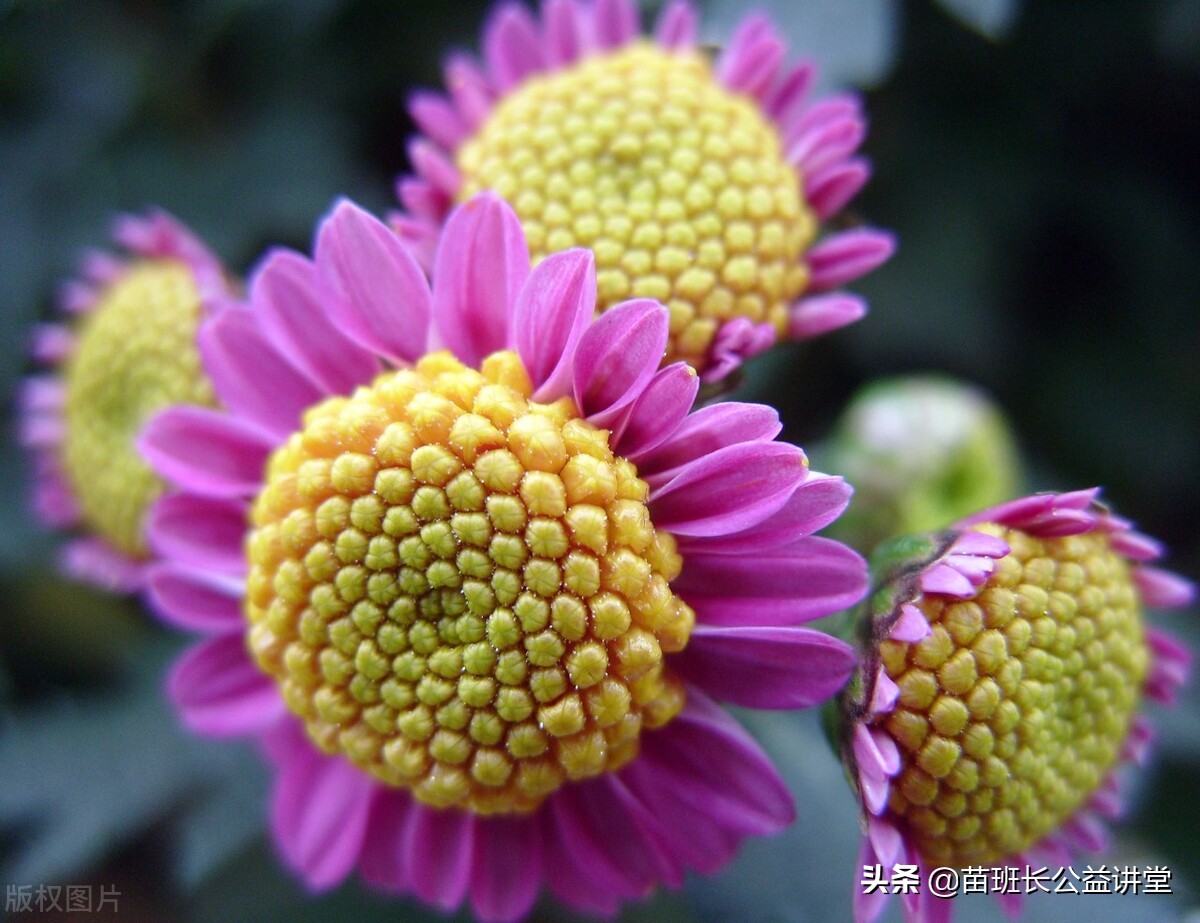 盆栽菊花常见病害及治疗方法,菊花常见病虫害防治措施