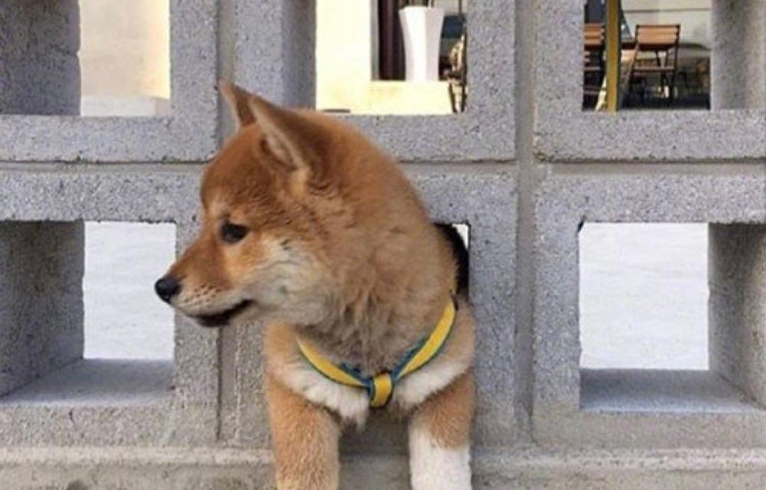 柴犬幼犬玩起来特别爱咬人怎么办,柴犬一个月爱张嘴咬人打了还更凶