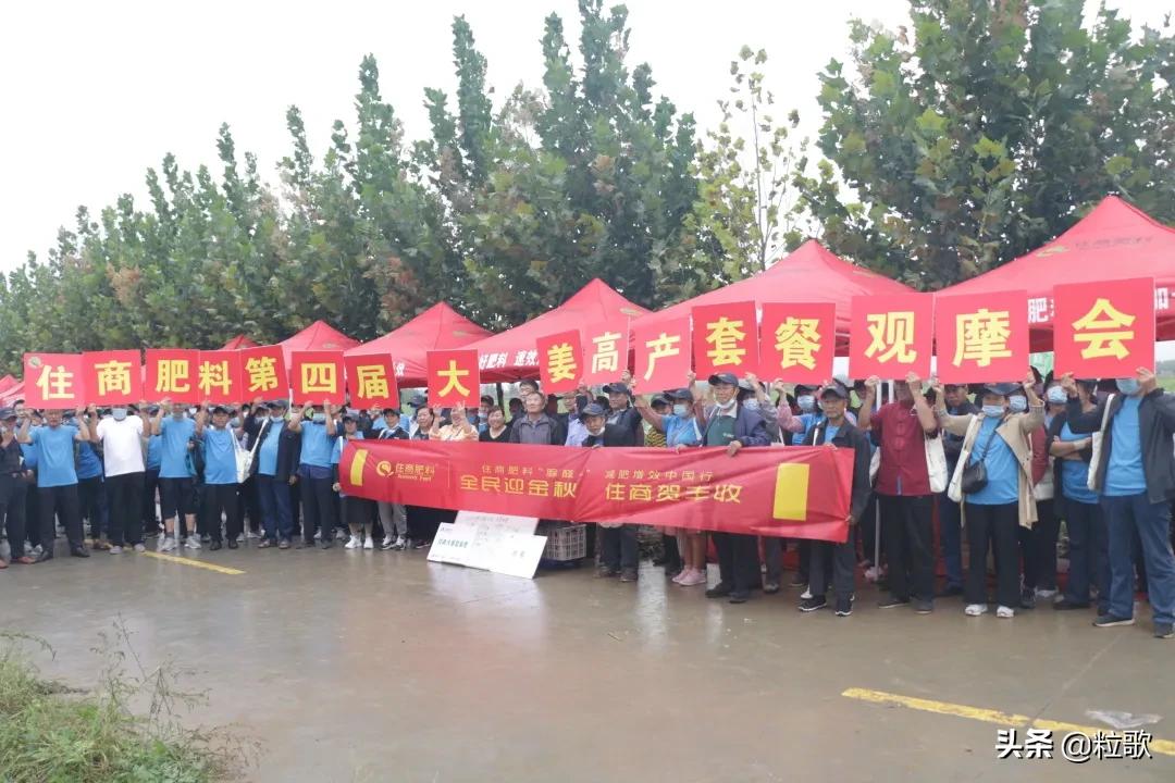 住商肥料“脲醛+”减肥增效中国行：大姜“吃”套餐