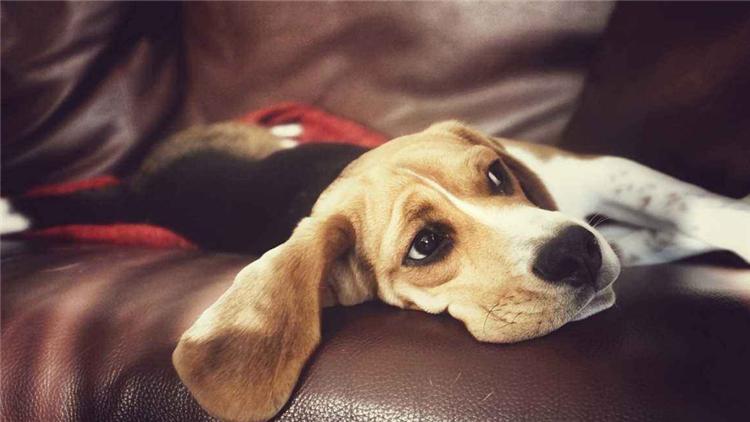 狗子夜里不睡觉咋办,狗子总是趴着想睡觉不愿起来玩