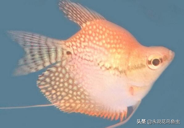 推荐一些好养的漂亮的小型热带鱼 (十大最好养又好看的热带鱼)