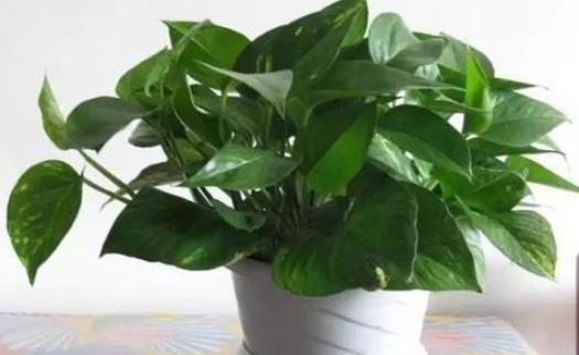 什么花可以放在卧室内养,什么花能净化空气适合在室内养