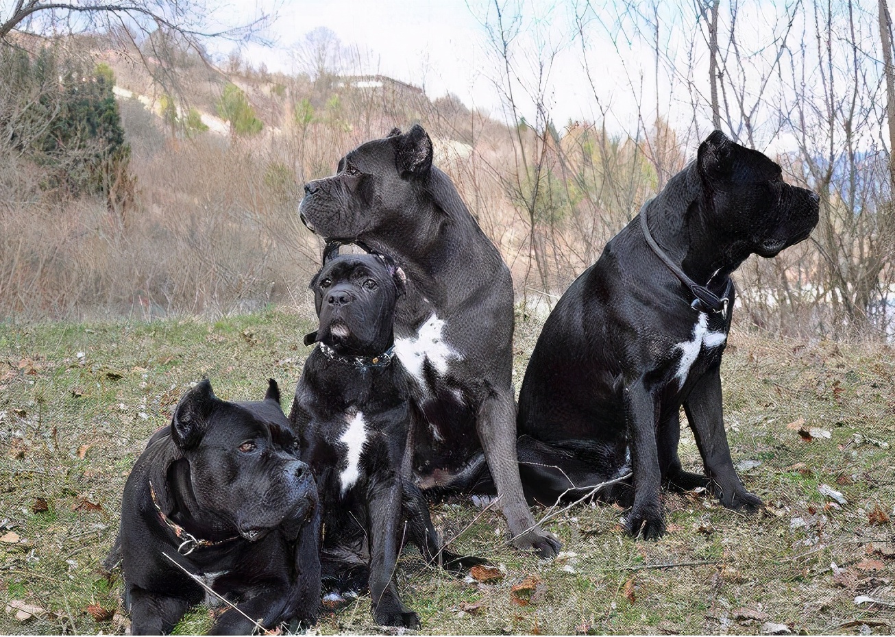 卡斯罗犬可以养吗,卡斯罗犬值得养吗