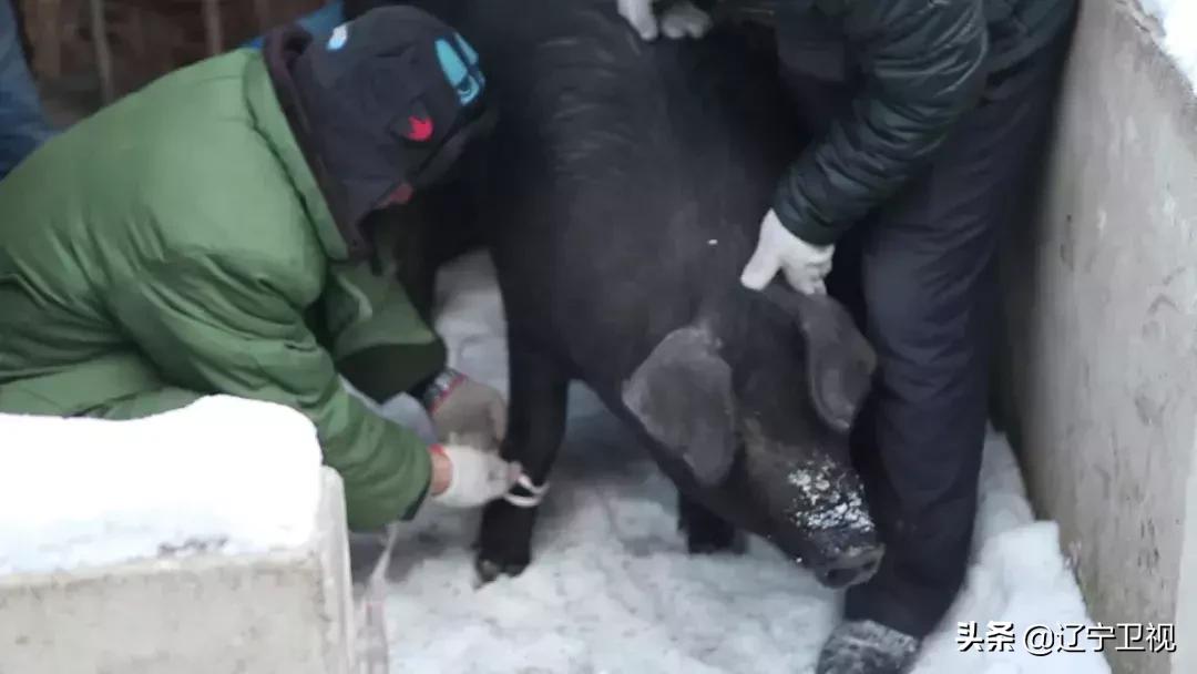 杀年猪什么季节最好,近两天农村杀年猪哪天好