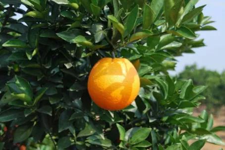 哪个地方出产的橙子最好吃,现在哪里的橙子最好吃