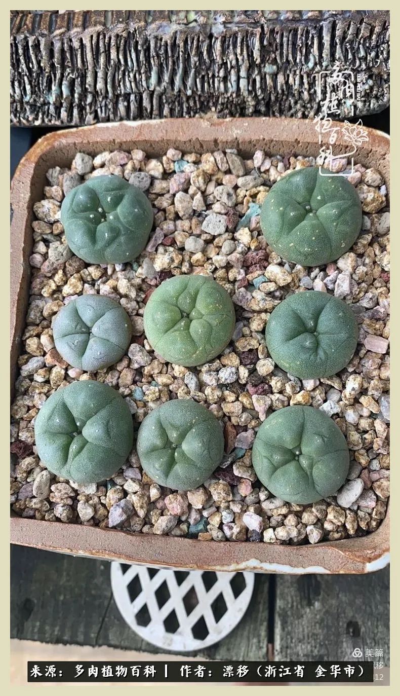 仙人球开花并散发着香味,仙人球花盛开吐露芬芳