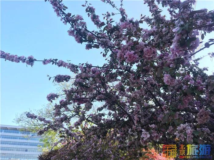 周末有风？别怕，来北京这里看花花草草和无数小可爱！猜到是哪里了吗？