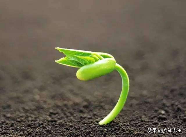 植物激素药害一般持续多久,植物肥害药害怎么解决