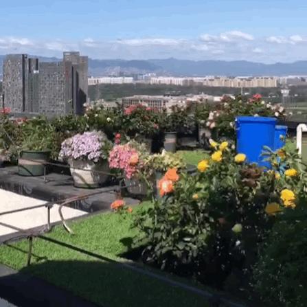 露台打造花海,她用10年改造庭院