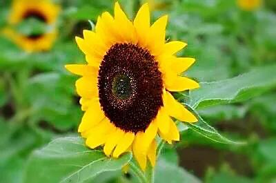 向日葵种子什么品种最好,向日葵哪种是可食用品种