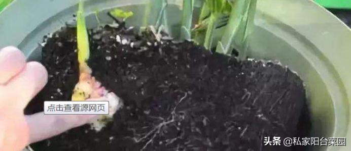 生姜发芽怎么种植好吃,家里发芽的生姜怎么种植