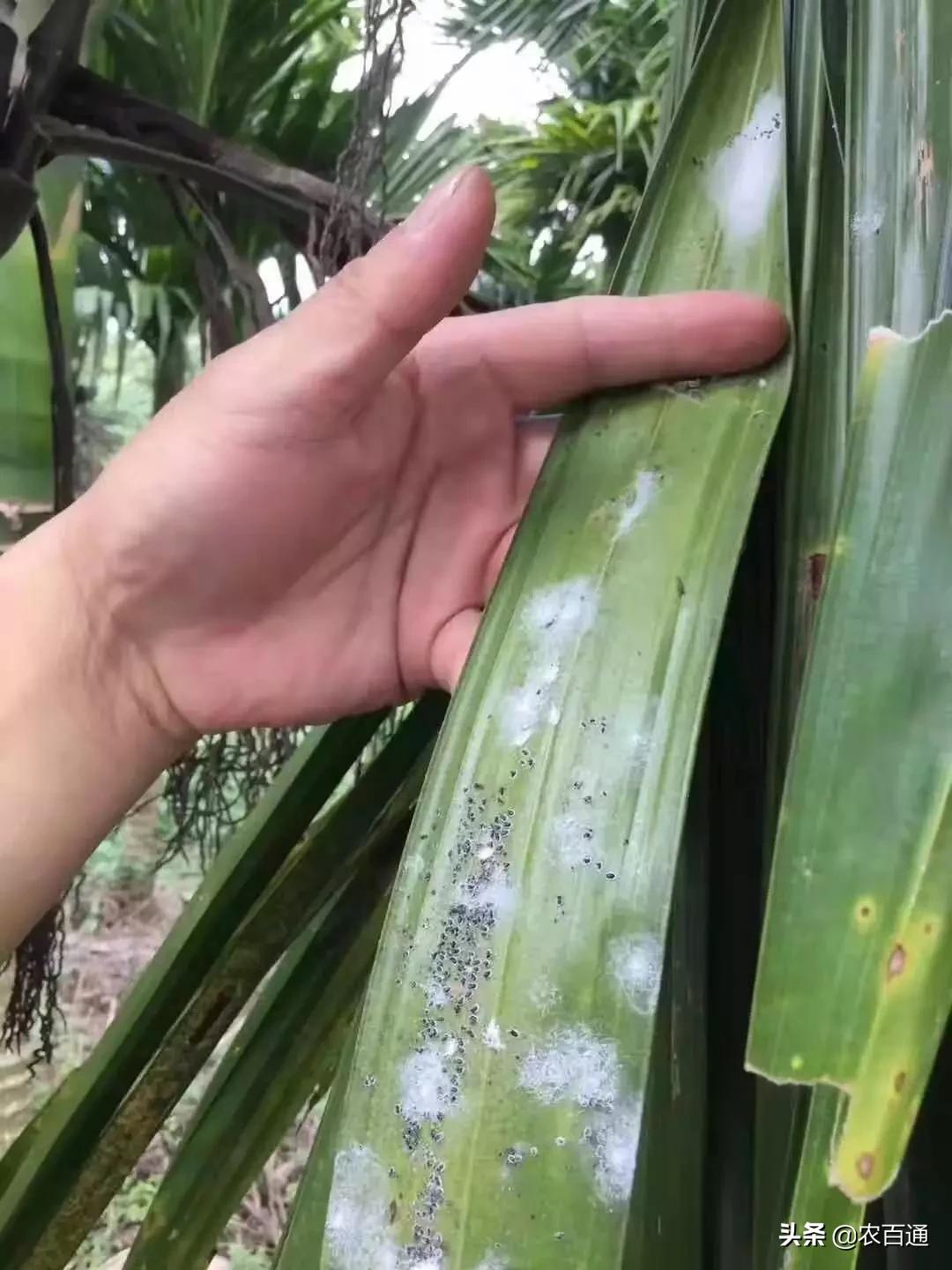 槟榔病虫害管理用药,海南槟榔5月份的病虫害管理