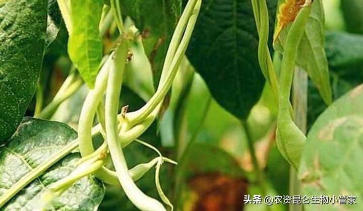 豆角烂根的病害图片,豆角死苗烂根用什么药好