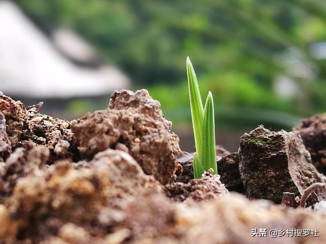 栽培野生兰花,兰花用腐殖土栽好还是用树皮栽好