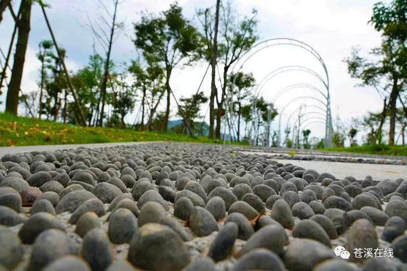 苍溪湿地公园有什么,苍溪最新湿地公园