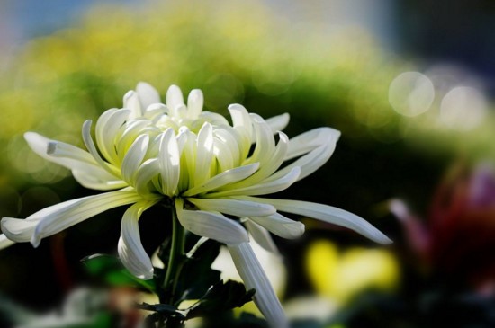 树的花语你知道是什么吗,你知道茉莉花的花语吗