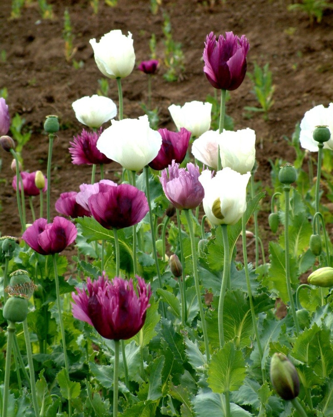 10种最毒花卉,20种大毒花