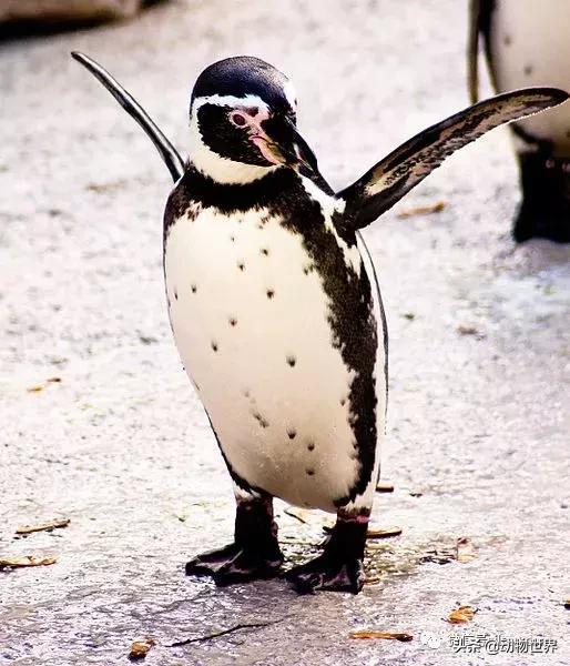 企鹅没有毛还能生活在北极,企鹅没有冰能生活吗