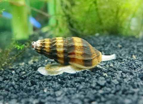 鱼缸中有螺要处理吗,鱼缸出现的水螺对鱼有影响吗